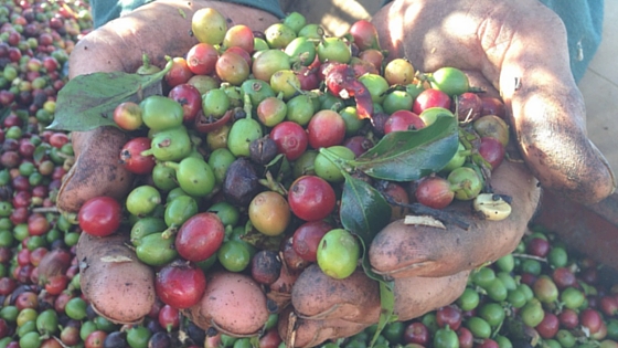 COFFEE BEANS